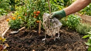 Le test surprenant du slip en coton pour �valuer la qualit� du sol de son potager
