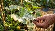 Vos courgettes ont les feuilles blanches ? Voici les solutions naturelles qui fonctionnent