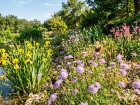 Trois vivaces locales pour trois ambiances au jardin : comment r�ussir vos zones s�ches, humides et ombrag�es