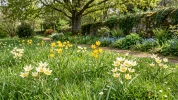 Tulipes botaniques : la solution naturelle pour �gayer votre pelouse chaque printemps