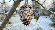 Vague de froid : la recette inratable de boules de graisse maison pour sauver les oiseaux du jardin