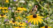 Ces vari�t�s de fleurs pour attirer les oiseaux r�sistent parfaitement aux s�cheresses et nourrissent vos m�sanges