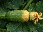Vos petites courgettes jaunissent et tombent : causes et solutions pour sauver vos r�coltes