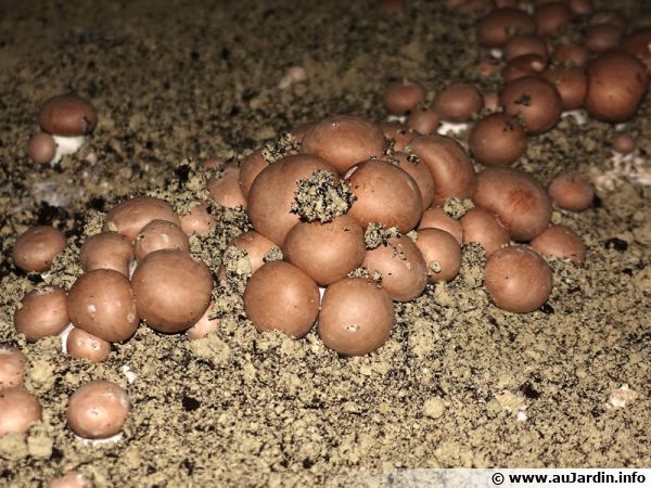 Bouillée de champignons de Paris en culture dans une cave champignonnière, variété à chapeau marron encore cultivée en France