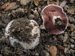 Agaric des trottoirs, Psalliote des trottoirs, Agaric à 2 anneaux, Agaricus bitorquis Agaric des trottoirs, Psalliote des trottoirs, Agaric à 2 anneaux, Agaricus bitorquis