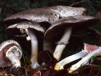 Agaric pintade, Agaric m�l�agre, Agaricus moelleri