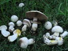 Agaric jaunissant, Agaricus xanthodermus