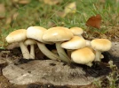 Pholiote du peuplier, Pivoulade, Agrocybe aegerita