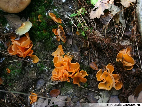Pezize orange, Aleuria aurantia