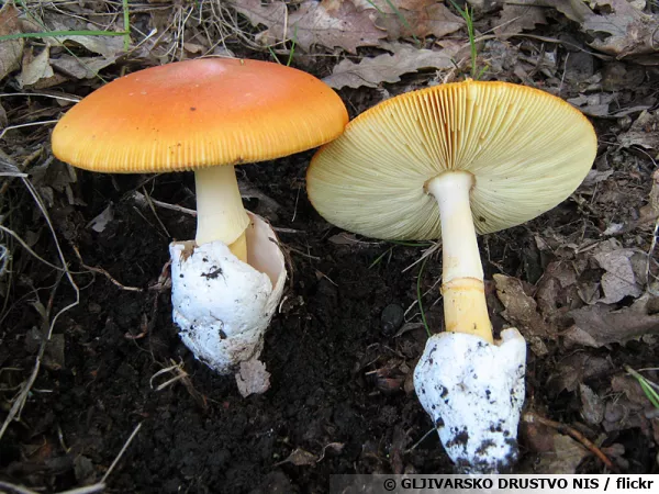 Amanite des Césars, Oronge, Oronge vraie, Amanita caesarea