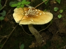 Amanite impriale, Amanite trangle, Amanite ccile, Amanite dore, Amanita ceciliae