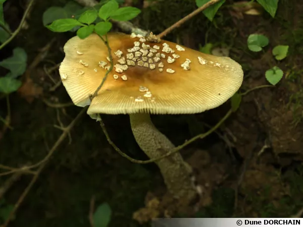 Amanite impériale, Amanite étranglée, Amanite cécile, Amanite dorée, Amanita ceciliae