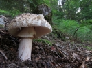 Amanite pineuse, Amanite  verrues, Amanita echinocephala var. subbeillei