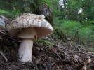 Amanite �pineuse, Amanite � verrues, Amanita echinocephala var. subbeillei
