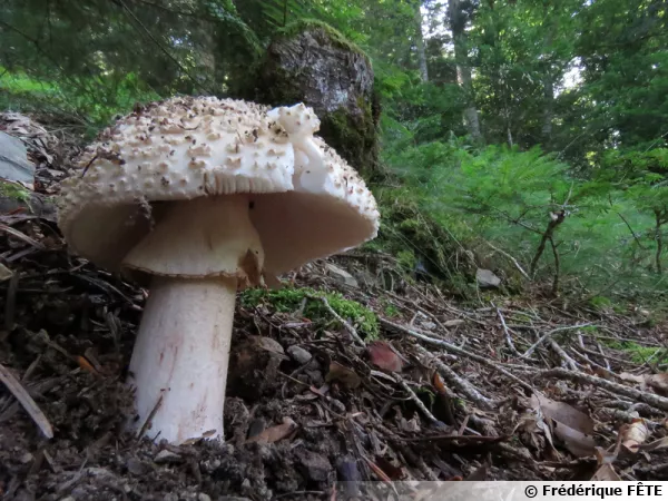 Amanite épineuse, Amanite à verrues, Amanita echinocephala var. subbeillei