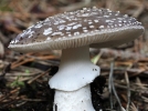 Amanite paisse, Amanita excelsa var. spissa