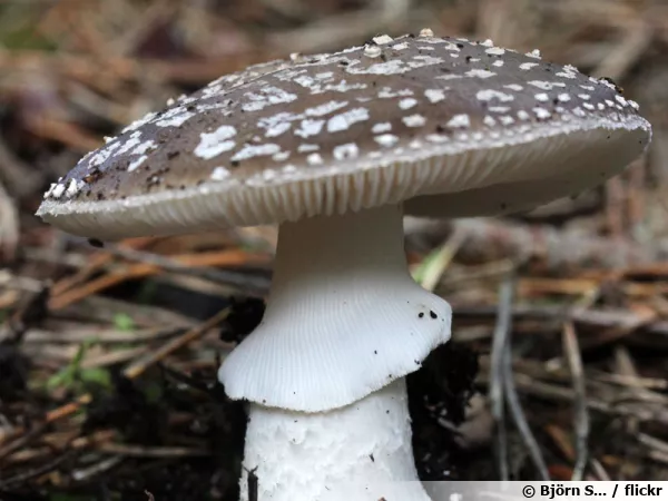 Amanite épaisse, Amanita excelsa var. spissa