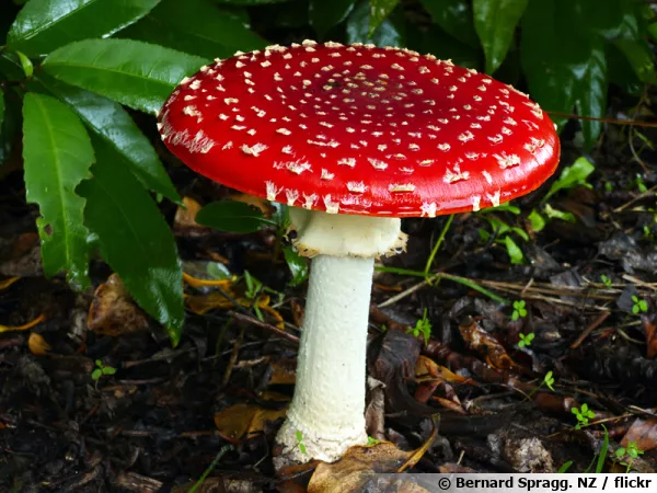 Amanite tue-mouche, Fausse-oronge, Amanita muscaria