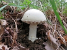Amanite ovode, Oronge blanche, Amanita ovoidea