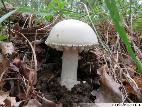 Amanite ovoïde, Oronge blanche, Amanita ovoidea