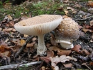 Amanite panthre, Fausse Golmotte, Amanita pantherina