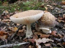 Amanite panth�re, Fausse Golmotte, Amanita pantherina