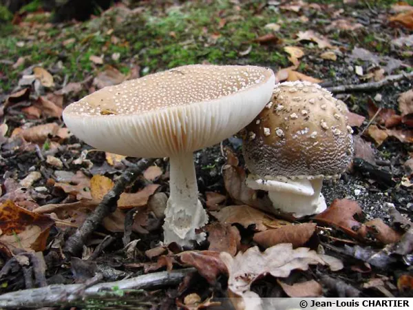 Amanite panthère, Fausse Golmotte, Amanita pantherina