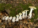 Amanite phallode, Cigu verte, Oronge verte, Calice de la mort, Amanita phalloides