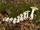Amanite phallo�de, Cigu� verte, Oronge verte, Calice de la mort, Amanita phalloides