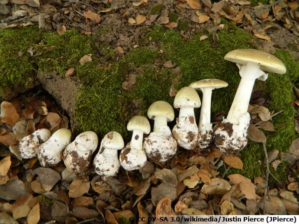 Amanite phalloïde, Ciguë verte, Oronge verte, Calice de la mort, Amanita phalloides