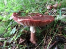 Amanite rougissante, Amanite vineuse, Golmotte, Amanita rubescens