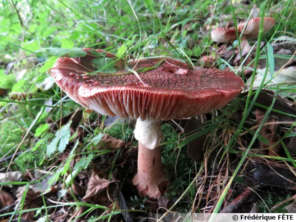 Amanite rougissante, Amanite vineuse, Golmotte, Amanita rubescens