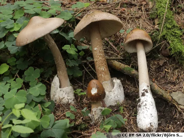 Amanite à volve grise, Amanita submembranacea