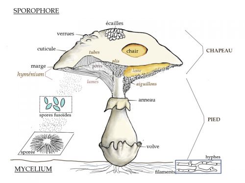 L'anatomie du champignon