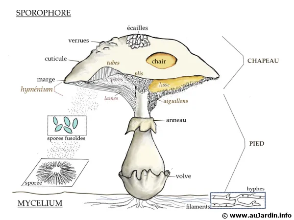 Schéma descriptif de l'anatomie du champignon classique de nos assiettes