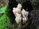 Clavaire en chandelier, Clavaire  pyxides, Artomyces pyxidatus