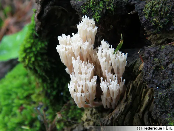 Clavaire en chandelier, Clavaire à pyxides, Artomyces pyxidatus