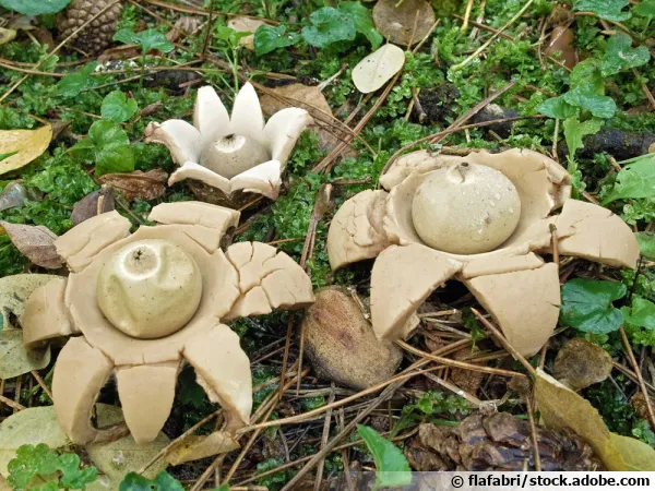 Astrée hygrométrique, Etoile de terre baromètre, Astraeus hygrometricus