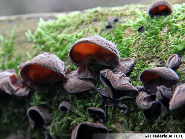 Oreille-de-Judas, Oreille du diable, Auricularia auricula-judae (22 janvier 2018  sur sureau en Haute-Garonne)