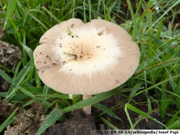 Bolbitius coprophilus