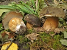 C�pe � t�te noire, C�pe bronz�, T�te-de-n�gre, Boletus aereus