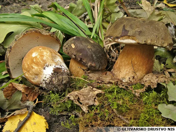 Cèpe à tête noire, Cèpe bronzé, Tête-de-nègre, Boletus aereus