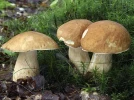 C�pe d'�t�, C�pe r�ticul�, Boletus aestivalis