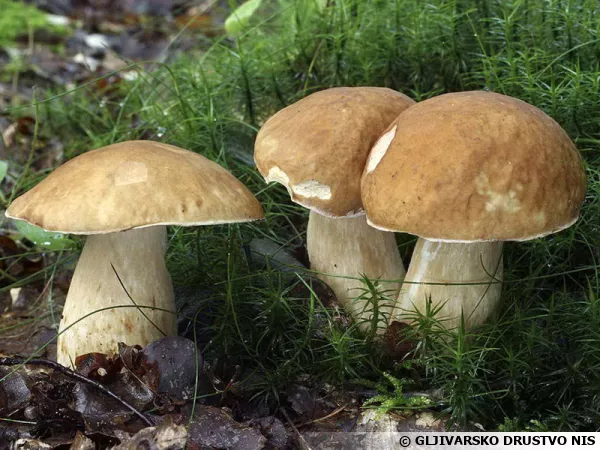 Cèpe d'été, Cèpe réticulé, Boletus aestivalis
