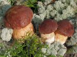 Les champignons incontournables du printemps