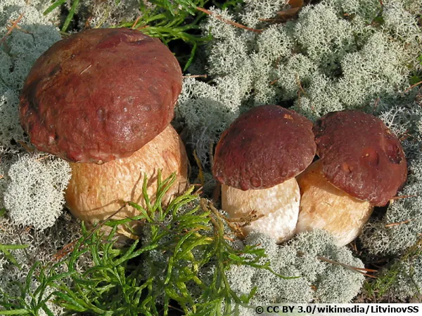 Cèpe des pins, Boletus pinophilus, un champignon du printemps