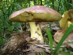 Bolet royal, Butyriboletus regius Bolet royal, Butyriboletus regius