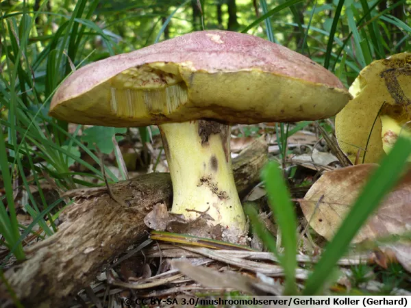 Bolet royal, Butyriboletus regius