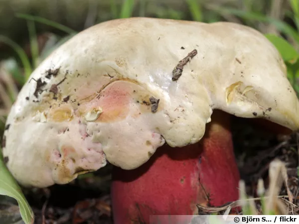 Bolet de Satan, Rubroboletus satanas