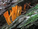 Caloc�re visqueuse, Calocera viscosa